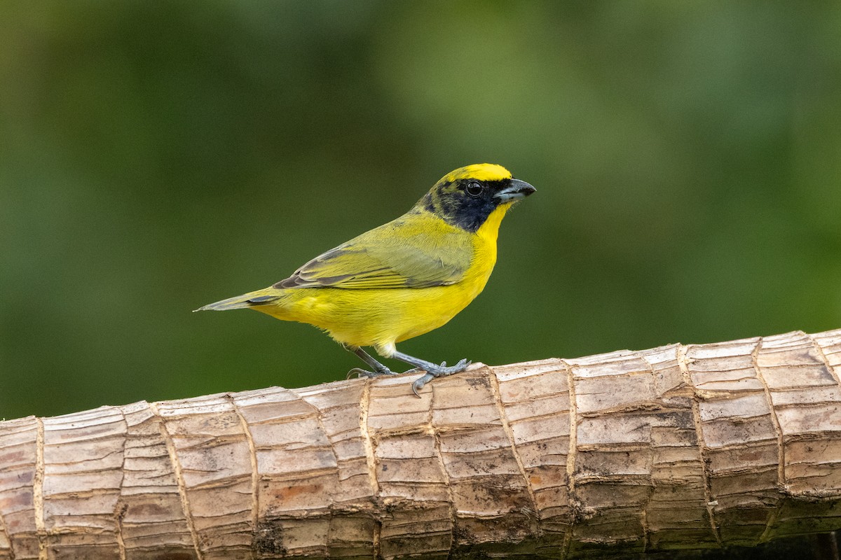 Thick-billed Euphonia - ML642758003