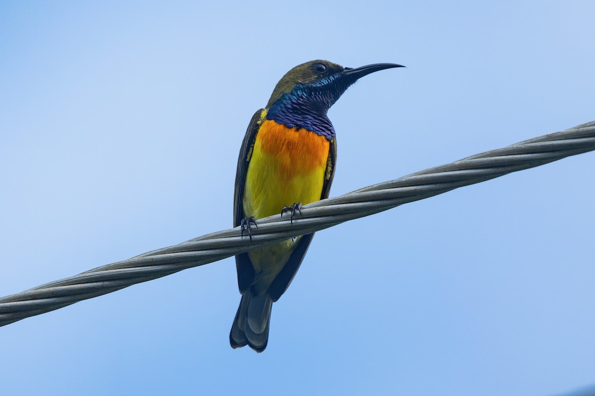 Palawan Sunbird - ML642758017