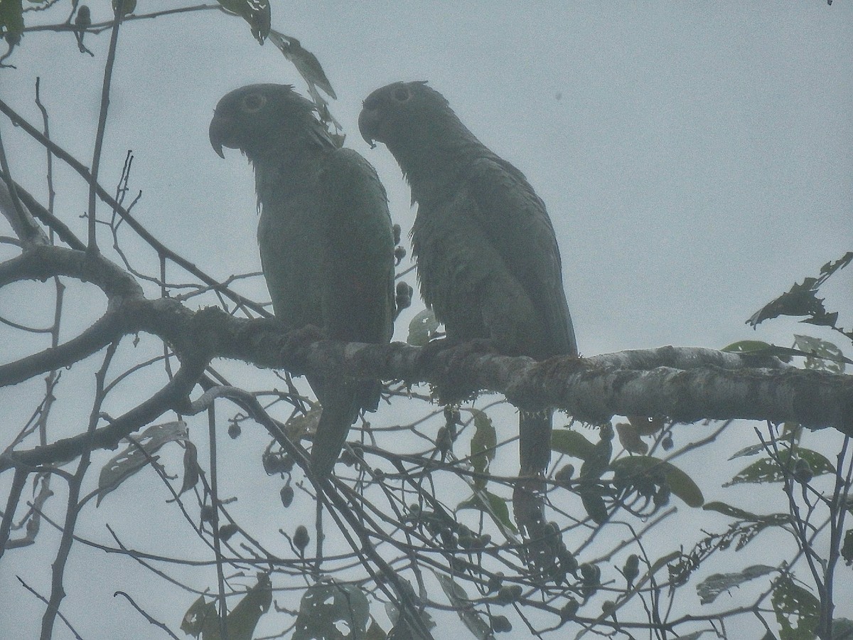 Mealy Amazon - ML642758049