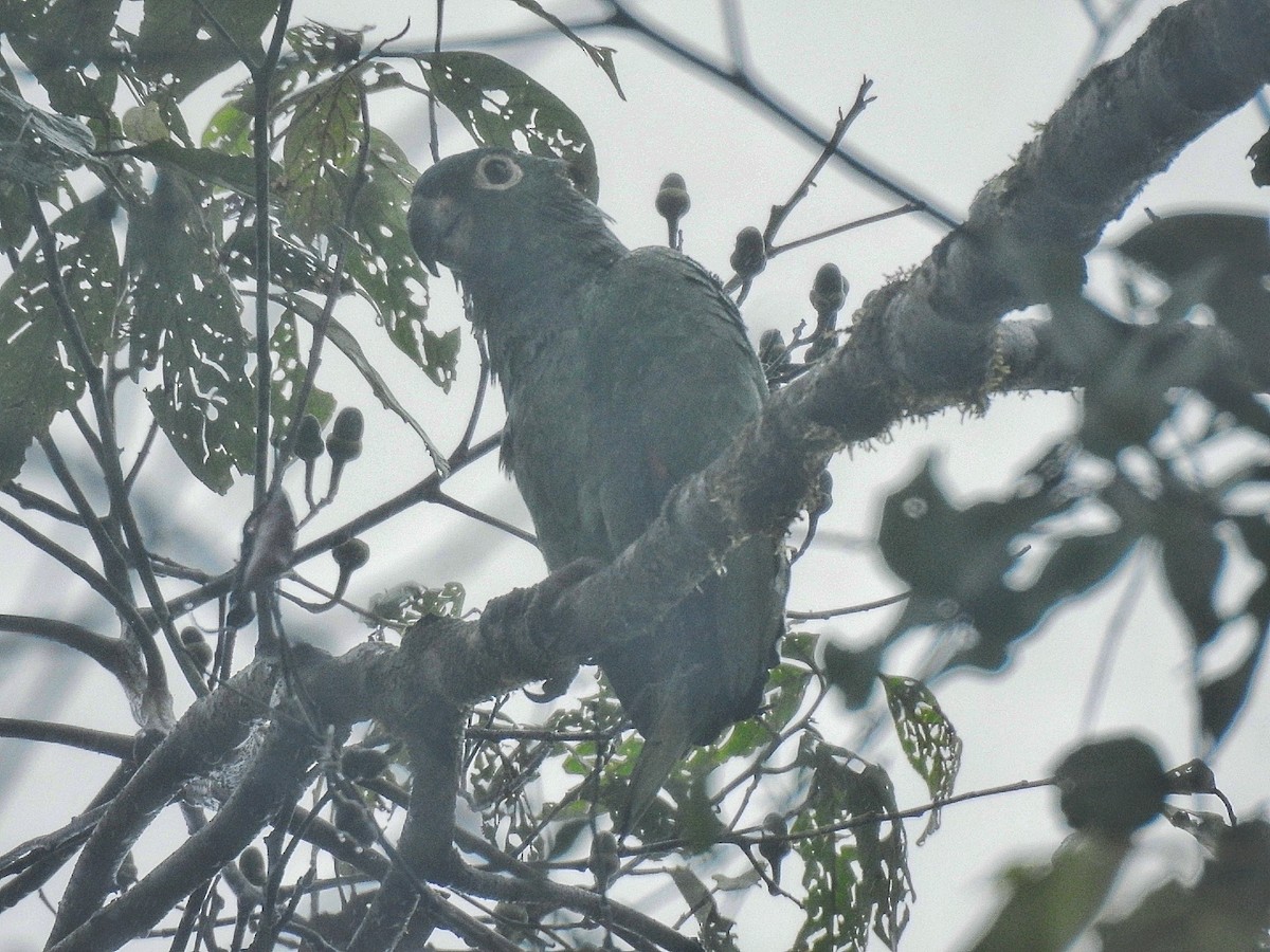 Mealy Amazon - ML642758050