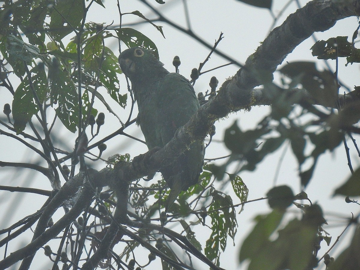 Mealy Amazon - ML642758051