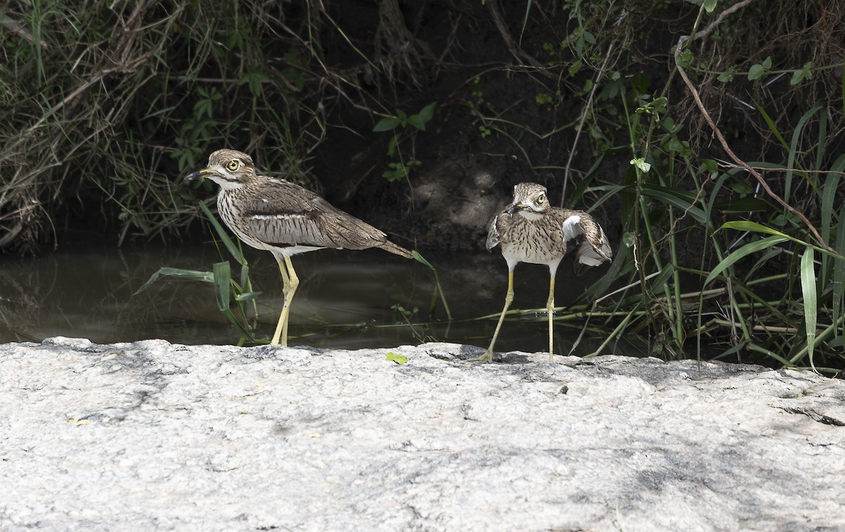 Water Thick-knee - ML642758054