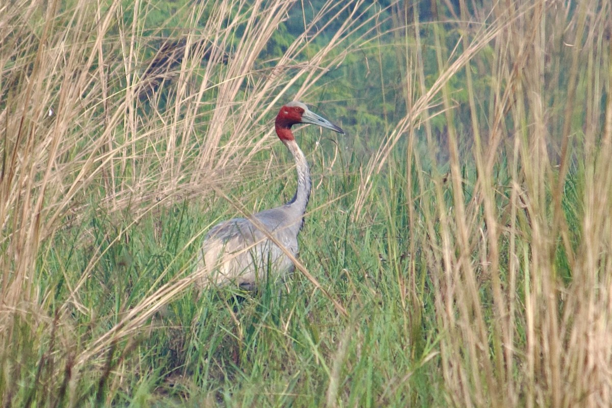 Sarus Crane - ML642758074