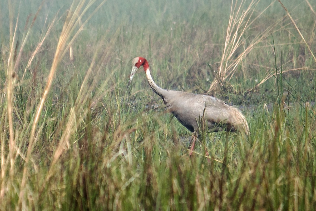Sarus Crane - ML642758075
