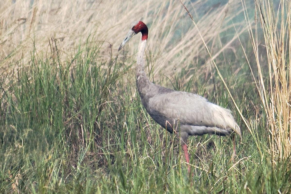 Sarus Crane - ML642758076
