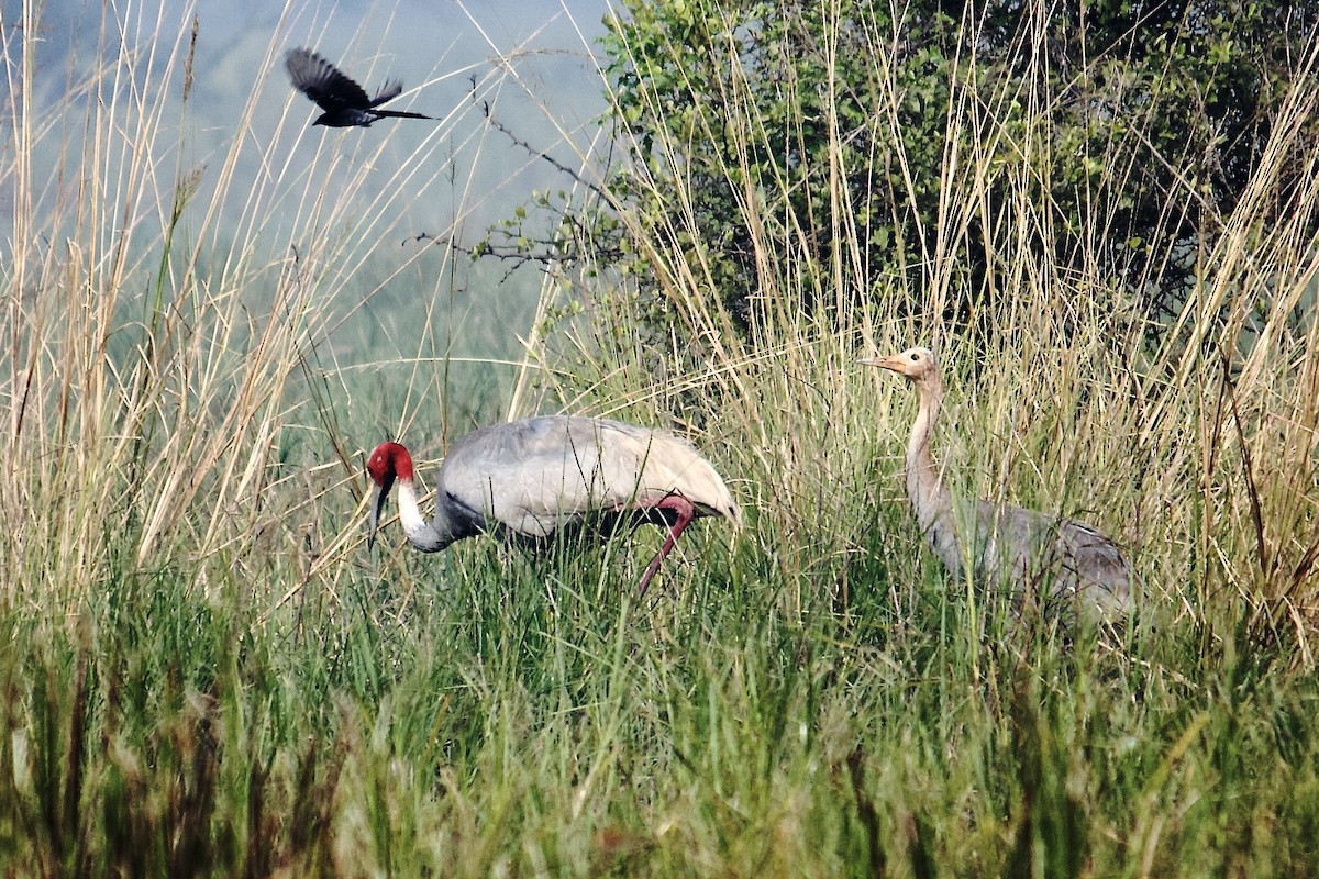 Sarus Crane - ML642758077
