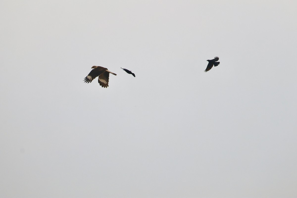 Yellow-headed Caracara - ML642758082