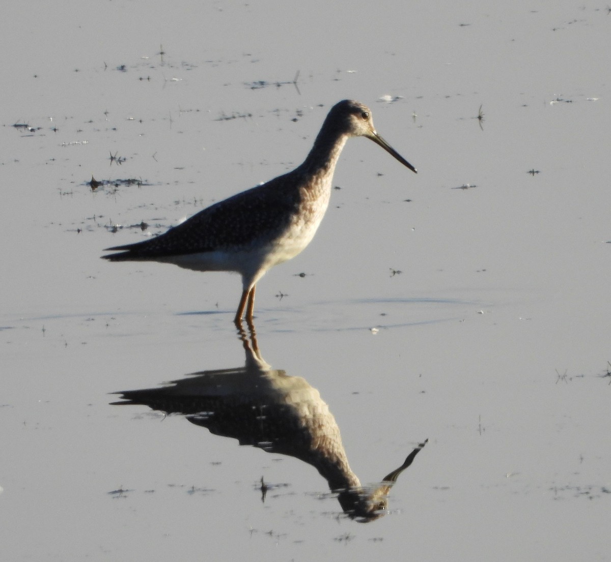 Greater Yellowlegs - ML642758099