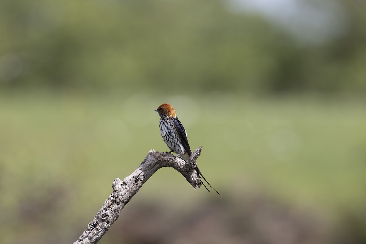 Lesser Striped Swallow - ML642758102