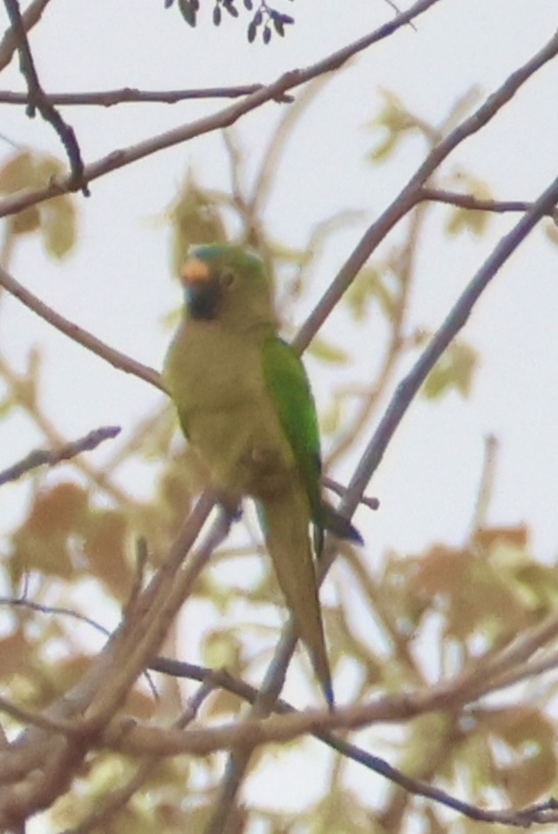Peach-fronted Parakeet - ML642758105