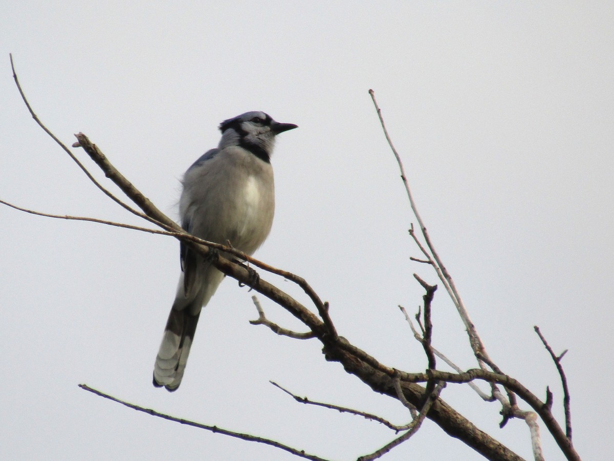 Blue Jay - ML642758113