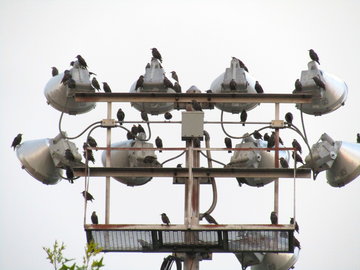 European Starling - ML642758119