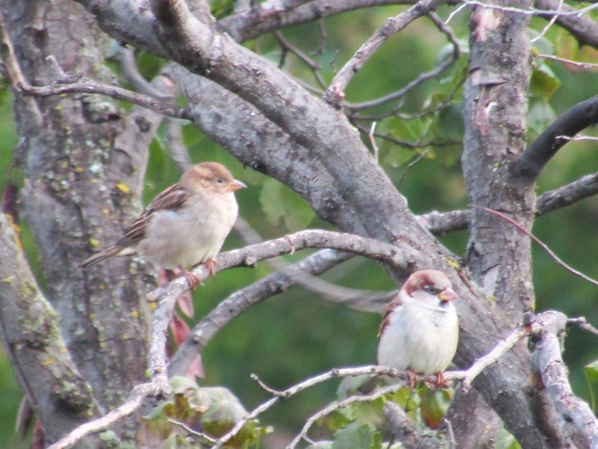 House Sparrow - ML642758141