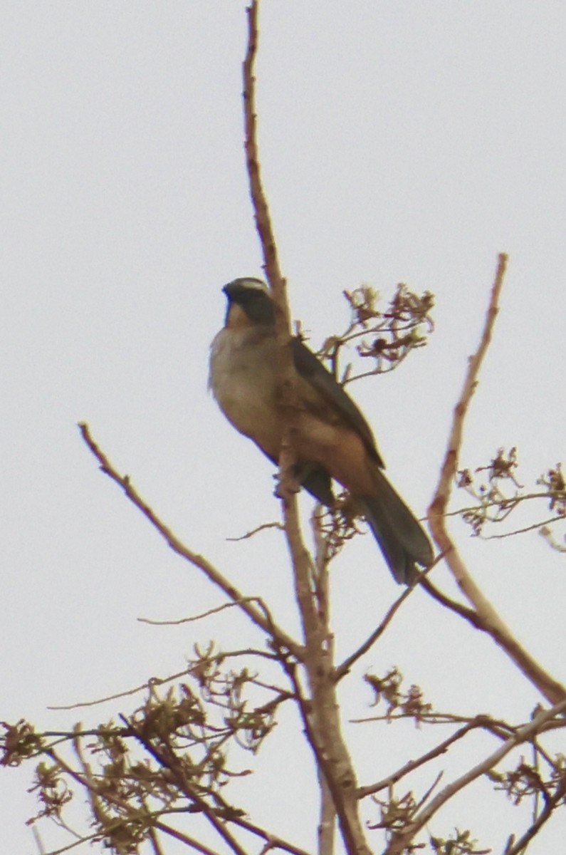 Bluish-gray Saltator - ML642758156