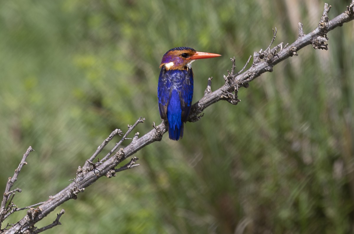 African Pygmy Kingfisher - ML642758158