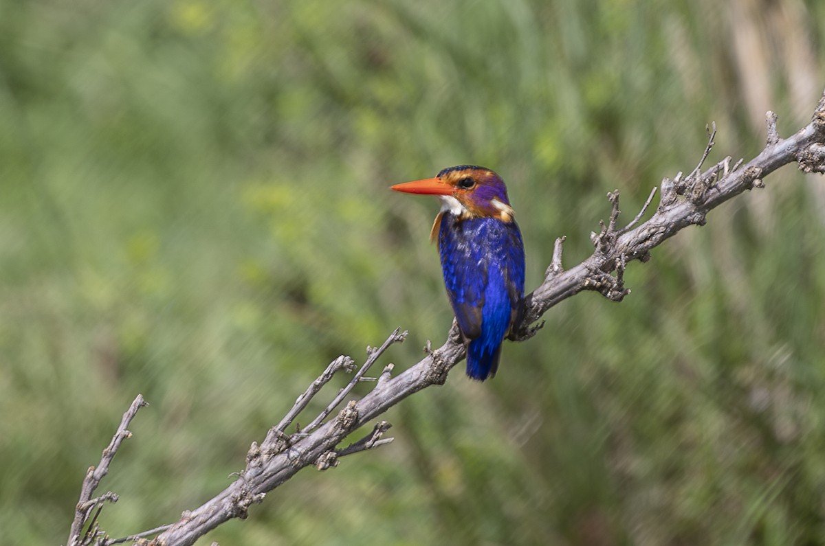 African Pygmy Kingfisher - ML642758159