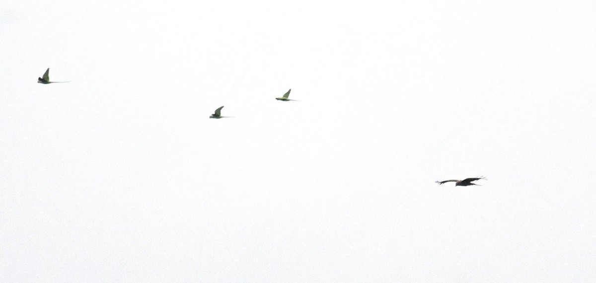 Alexandrine Parakeet - ML642758188