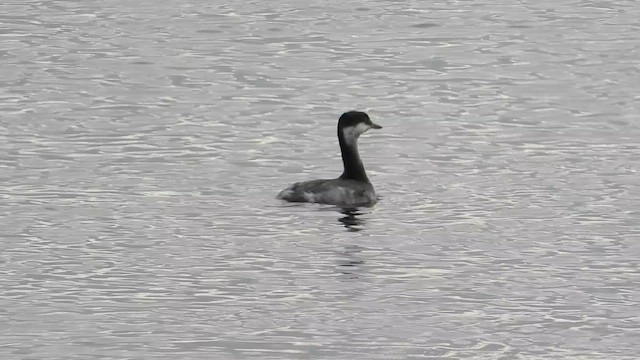 Horned Grebe - ML642758199