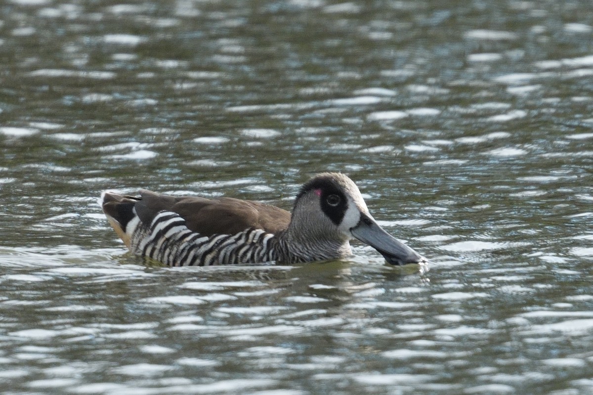 Pink-eared Duck - ML642758206