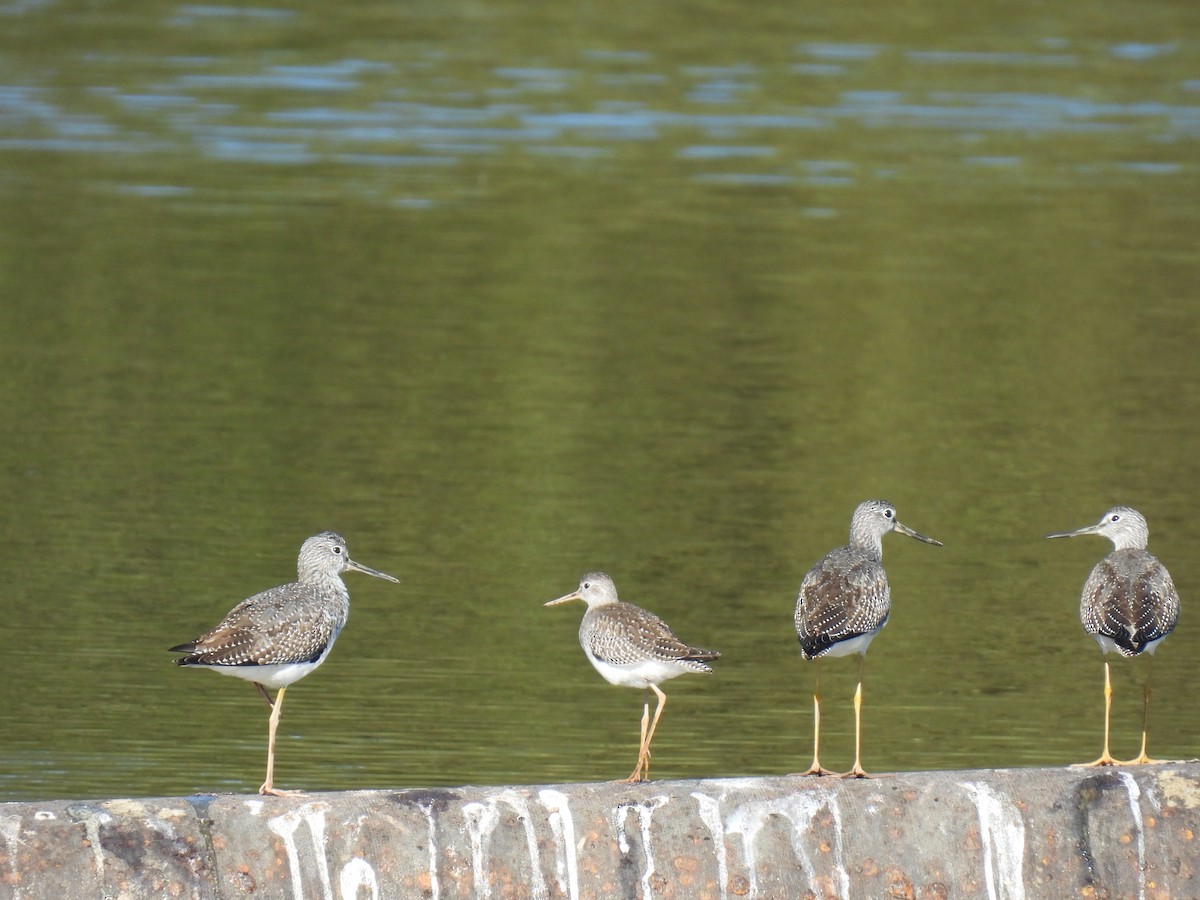 Greater Yellowlegs - ML642758218