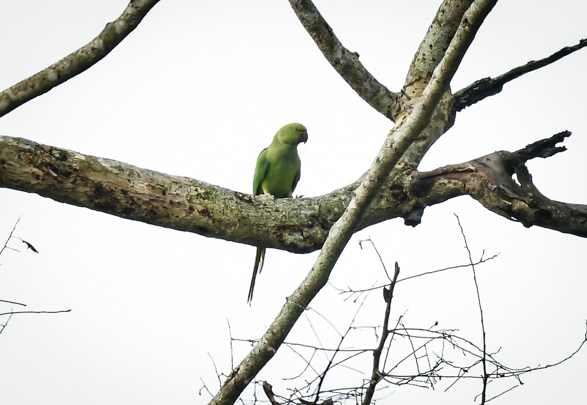 Alexandrine Parakeet - ML642758233