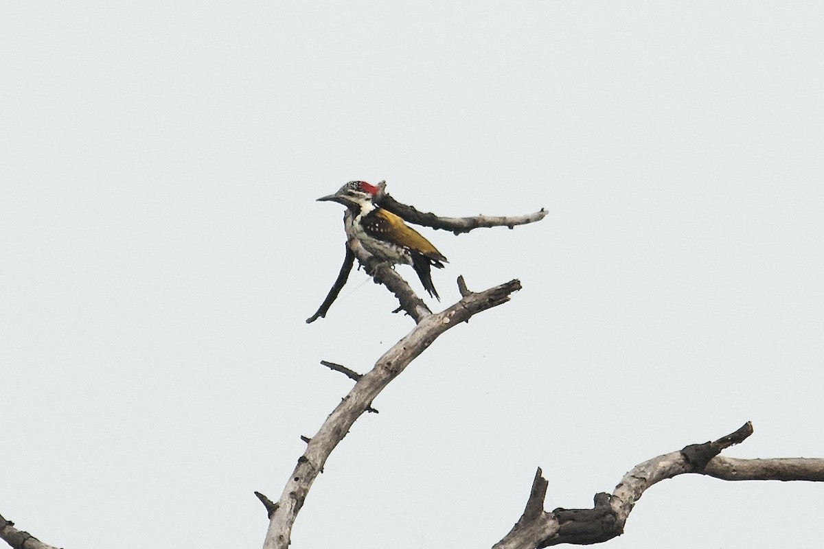 Black-rumped Flameback - ML642758235
