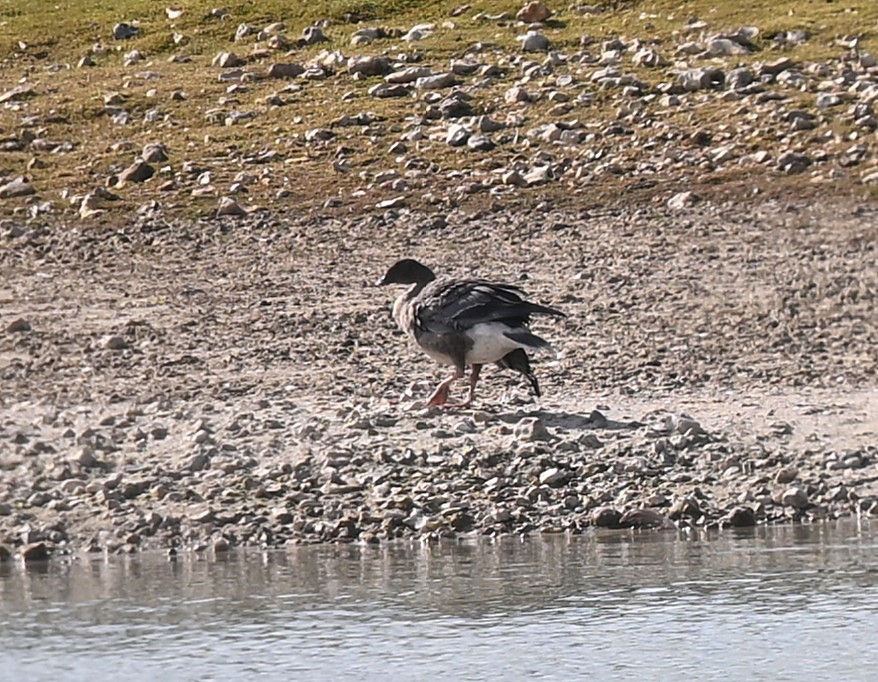 Pink-footed Goose - ML642758236