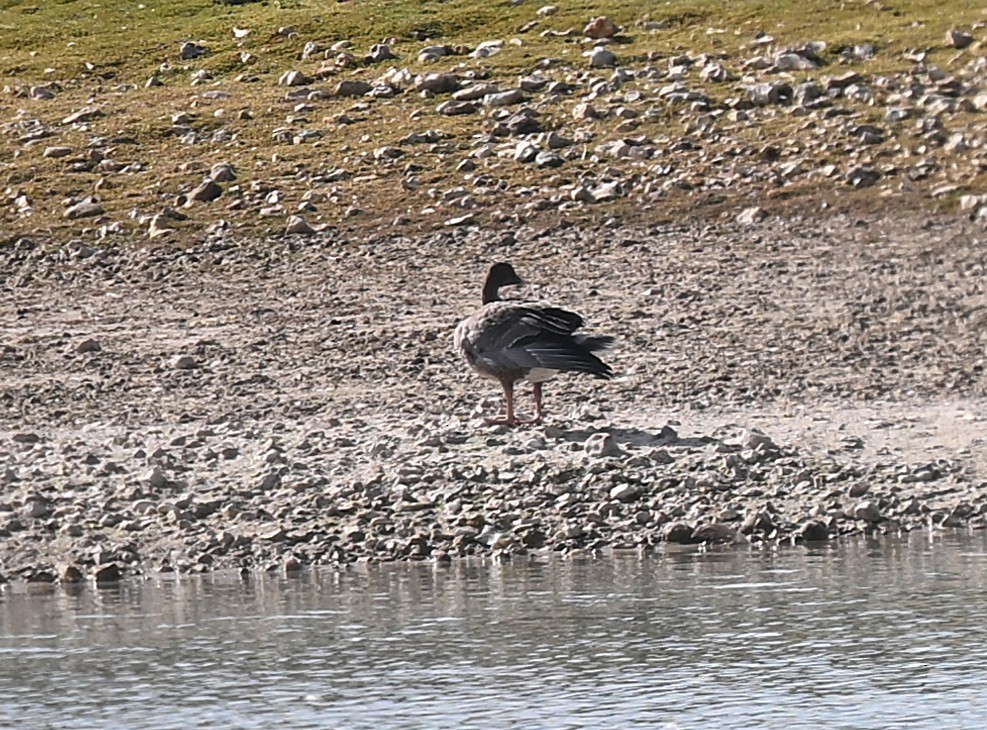 Pink-footed Goose - ML642758239