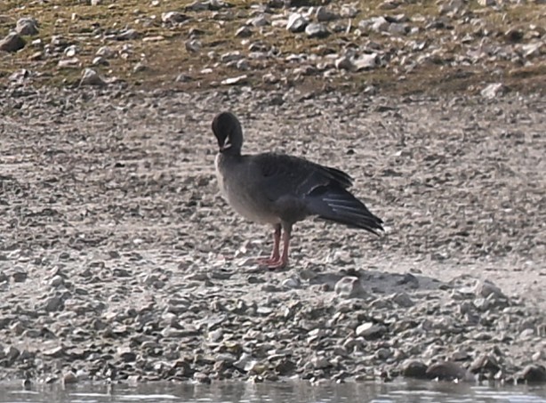 Pink-footed Goose - ML642758241