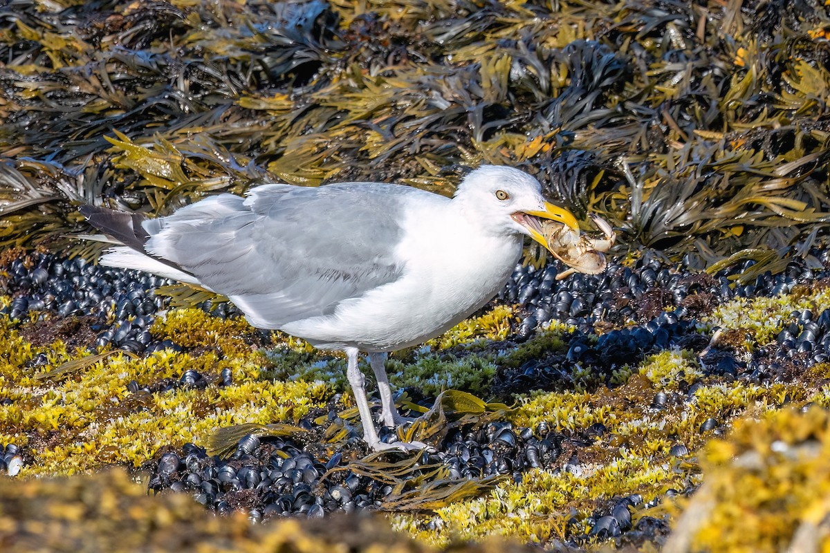 American Herring Gull - ML642758243