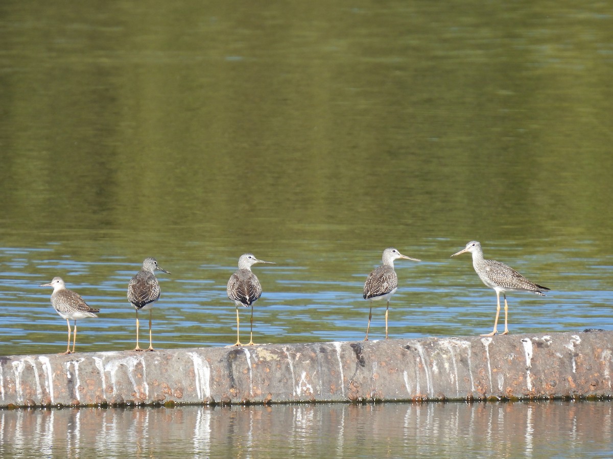 Greater Yellowlegs - ML642758245