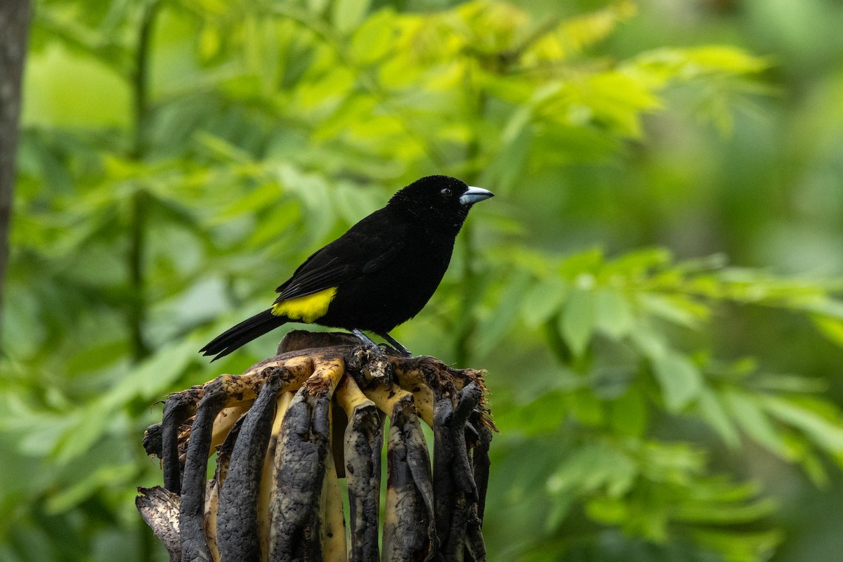 Flame-rumped Tanager - ML642758268