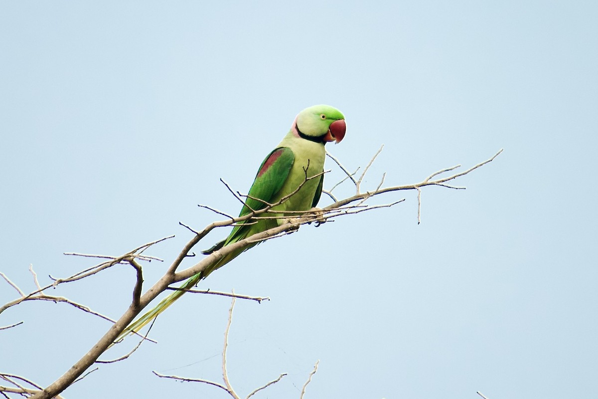 Alexandrine Parakeet - ML642758275