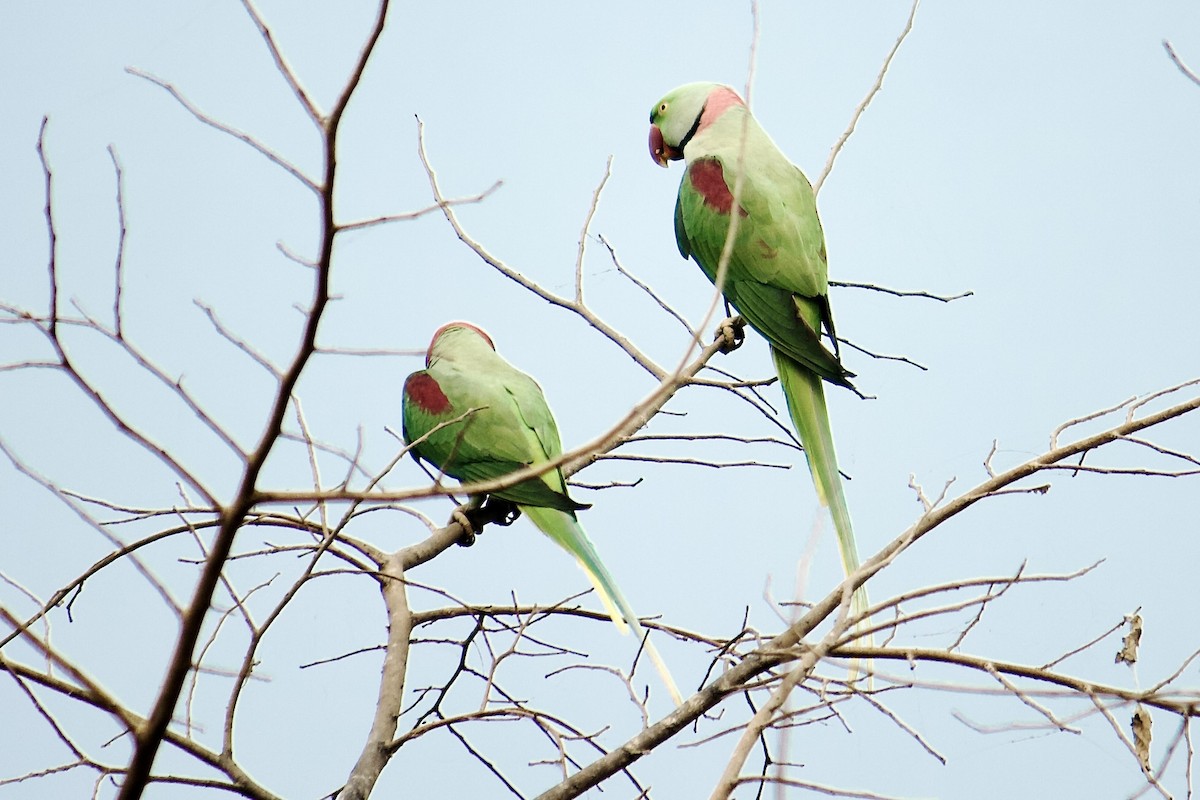 Alexandrine Parakeet - ML642758276