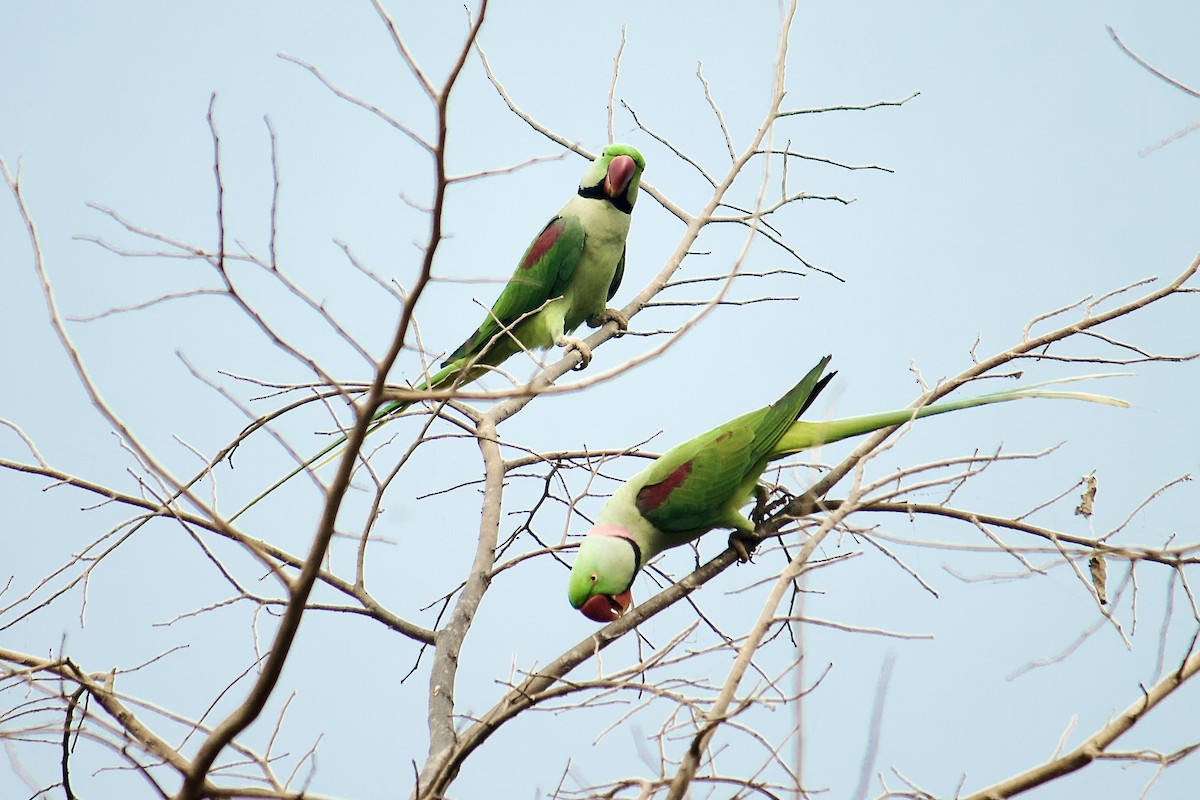Alexandrine Parakeet - ML642758277