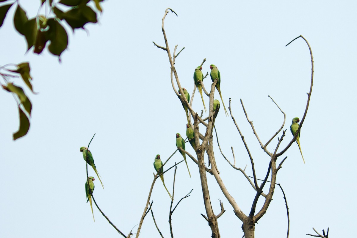 Alexandrine Parakeet - ML642758278