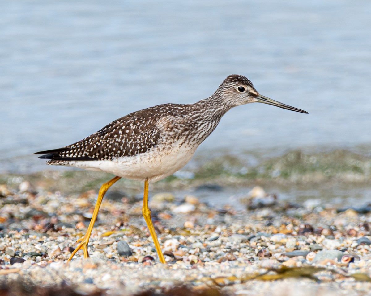 Greater Yellowlegs - ML642758306