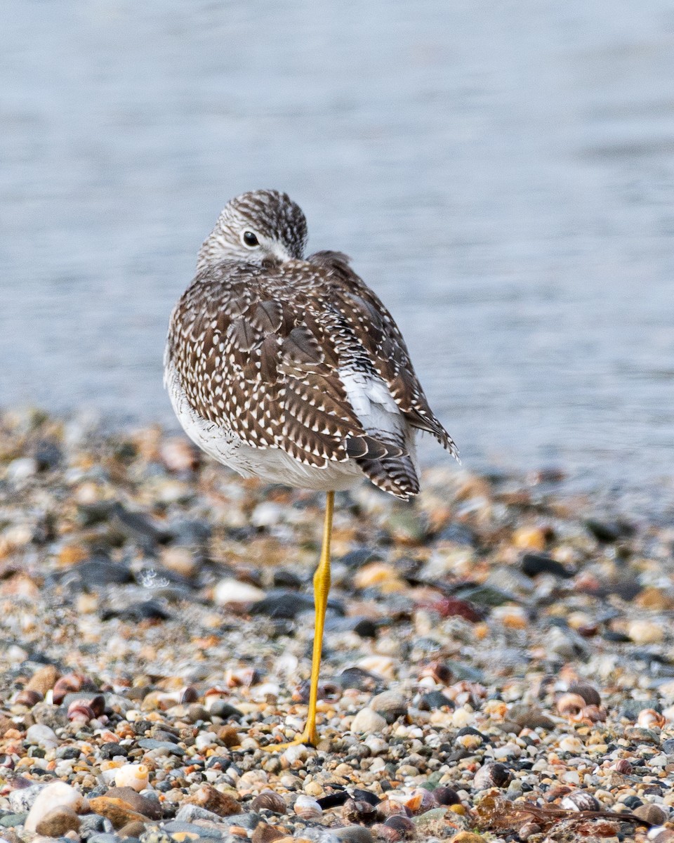 Greater Yellowlegs - ML642758307