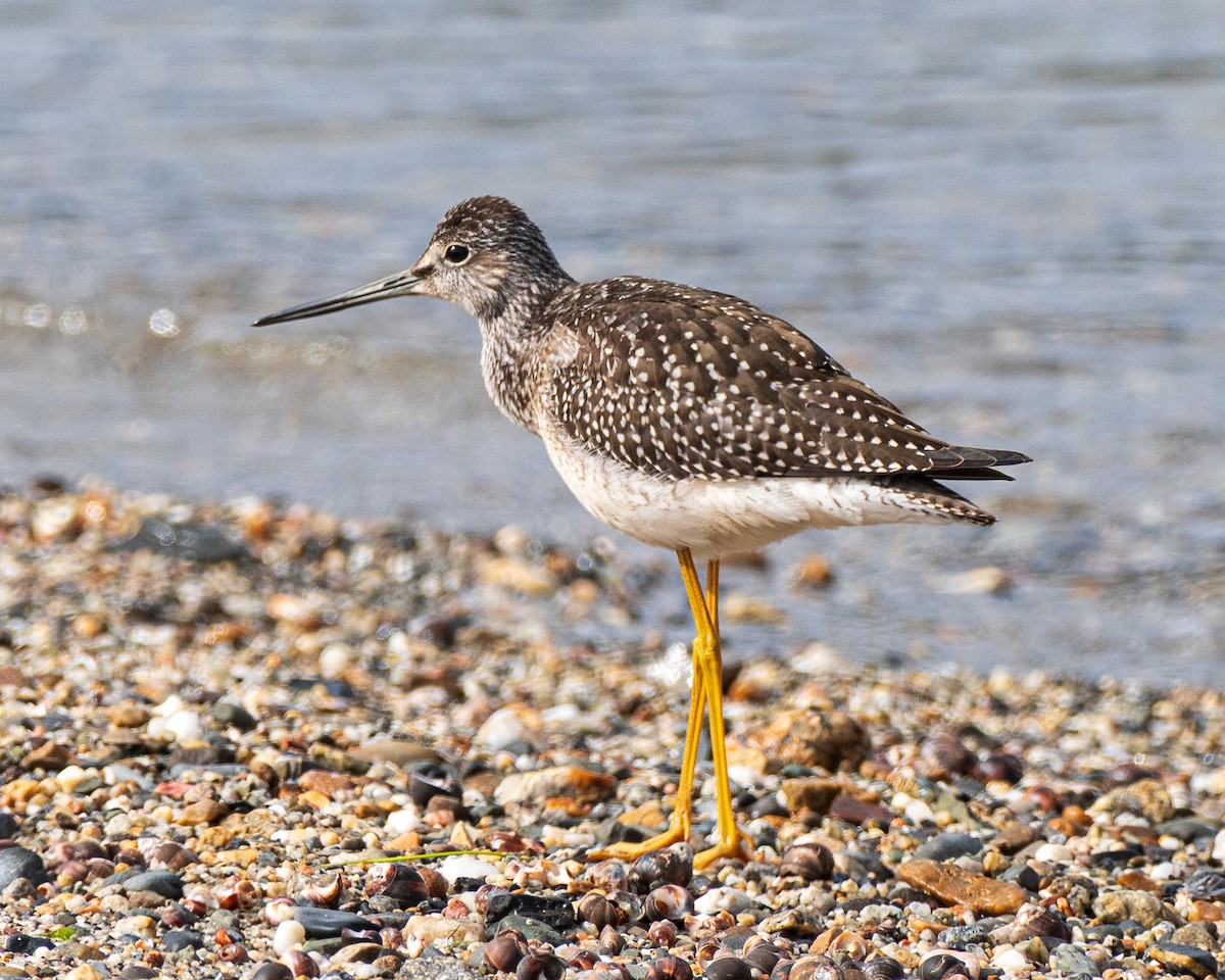 Greater Yellowlegs - ML642758308