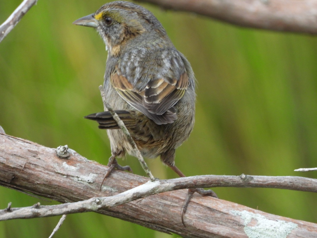 Seaside Sparrow - ML642758311