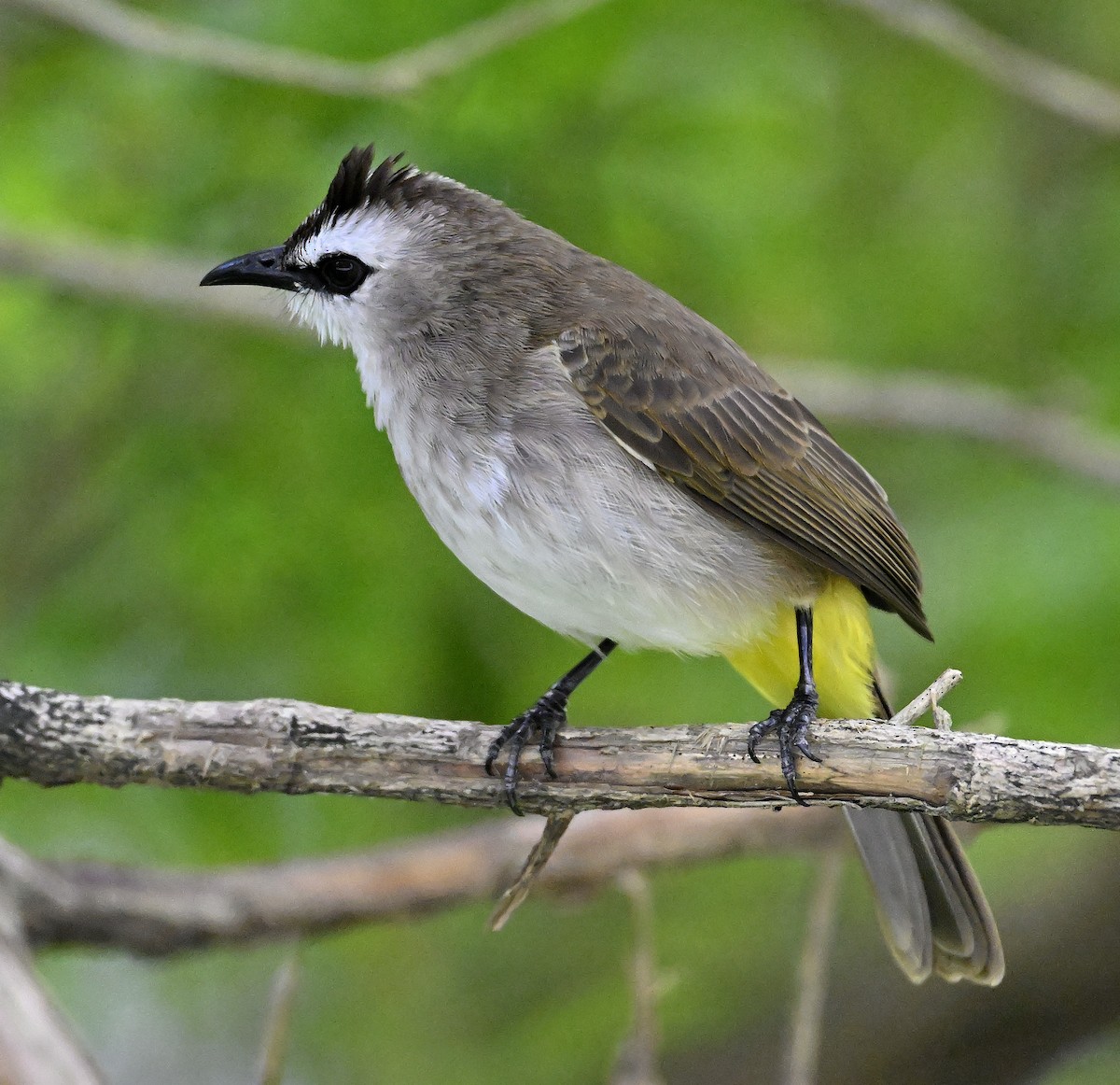 Yellow-vented Bulbul - ML642758320