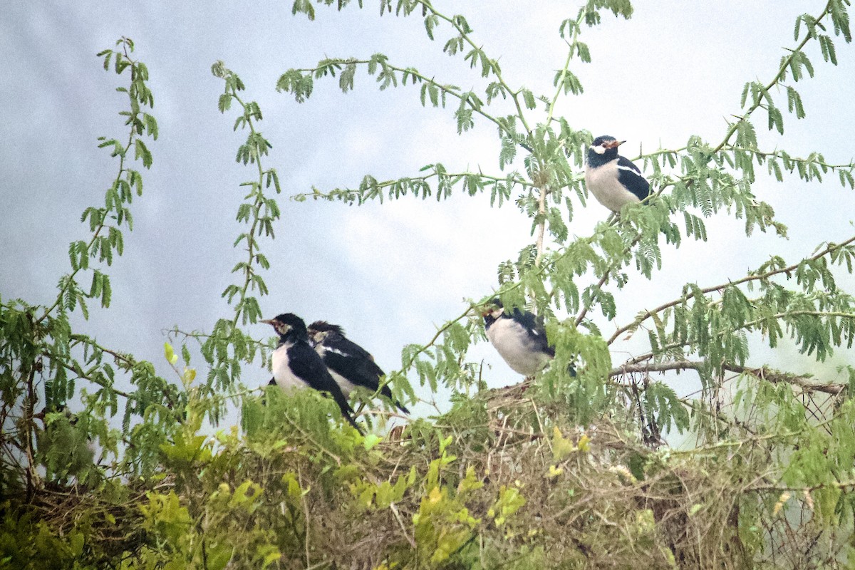 Indian Pied Starling - ML642758324