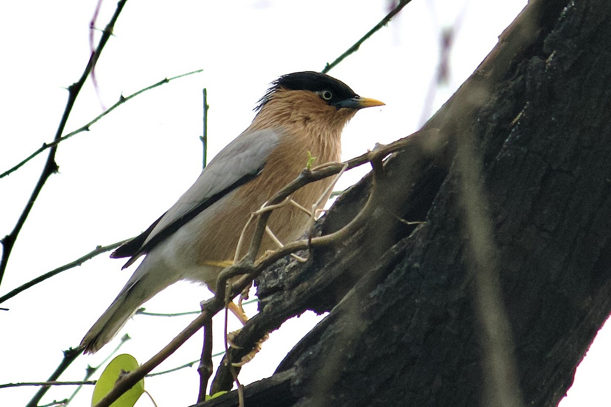Brahminy Starling - ML642758343