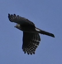 Cooper's Hawk - ML642758384