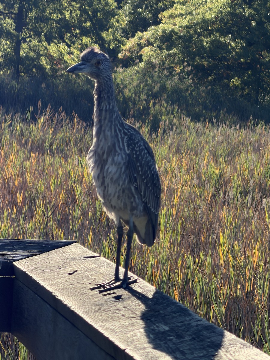 Yellow-crowned Night Heron - ML642758385