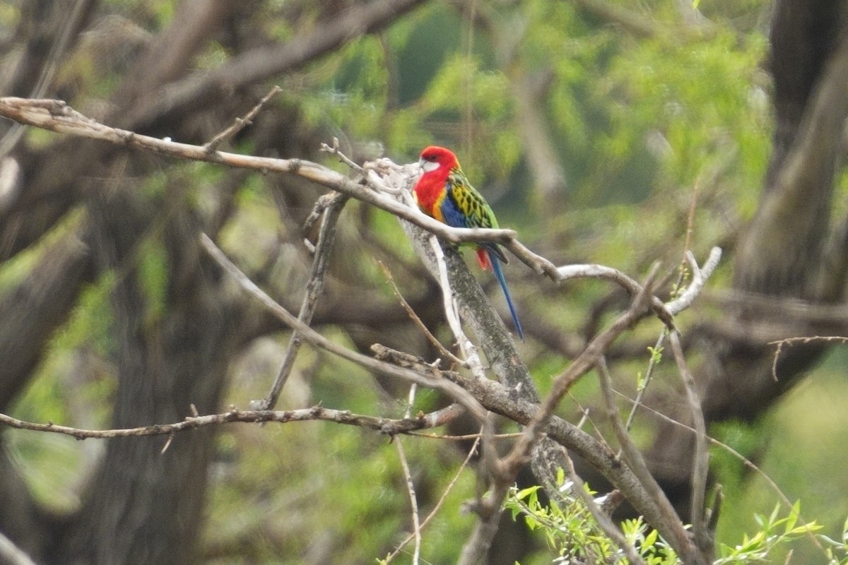 Eastern Rosella - ML642758390