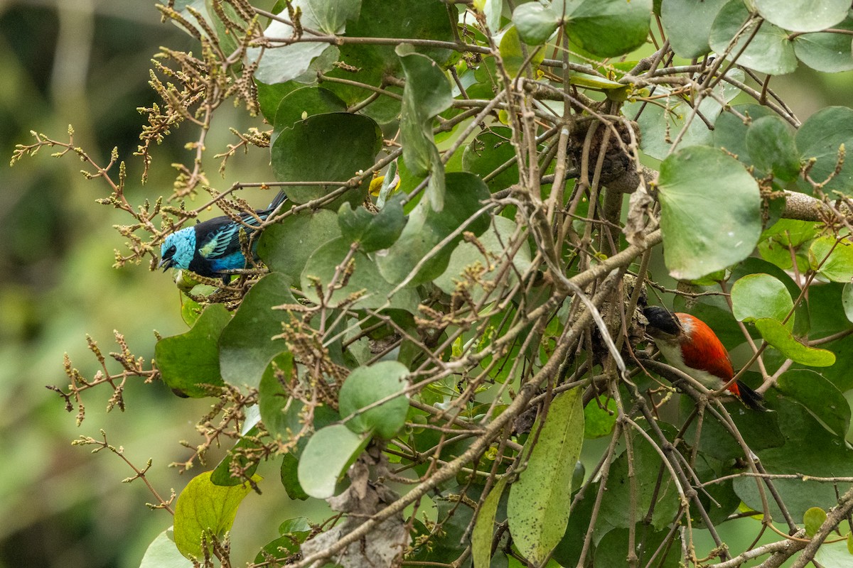 Blue-necked Tanager - ML642758393