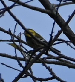 Black-throated Green Warbler - ML642758398