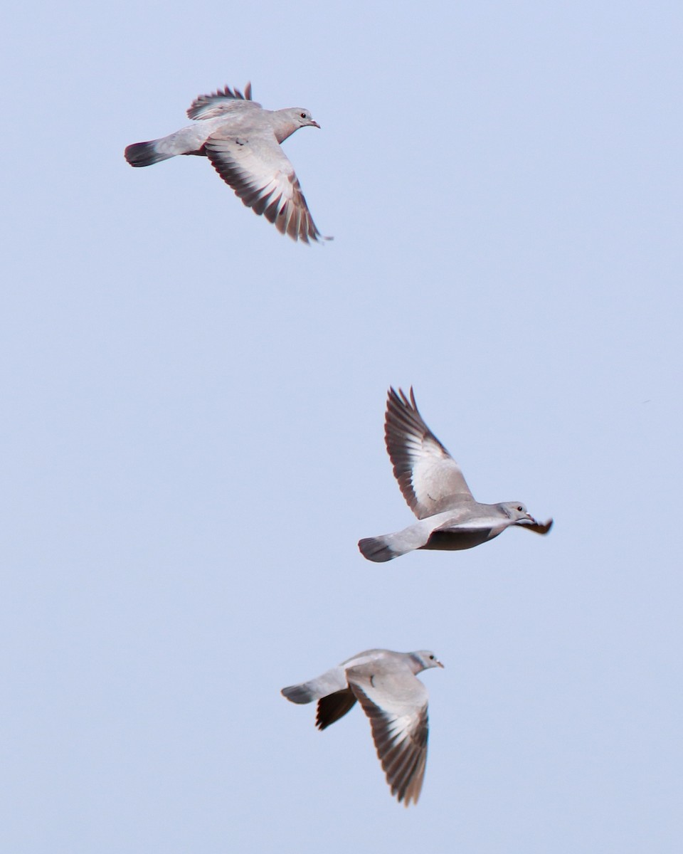 Stock Dove - ML642758404