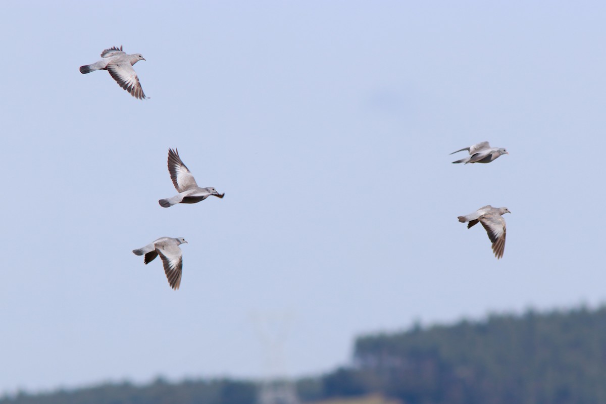 Stock Dove - ML642758405